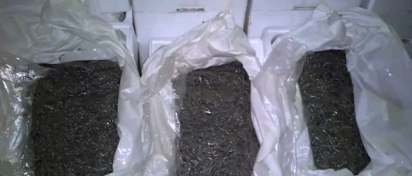 Pesca, imprenditore ittico denunciato dai carabinieri