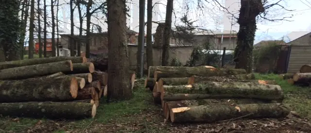 Taglio non autorizzato di alberi di alto fusto, sequestrato un ettaro di bosco