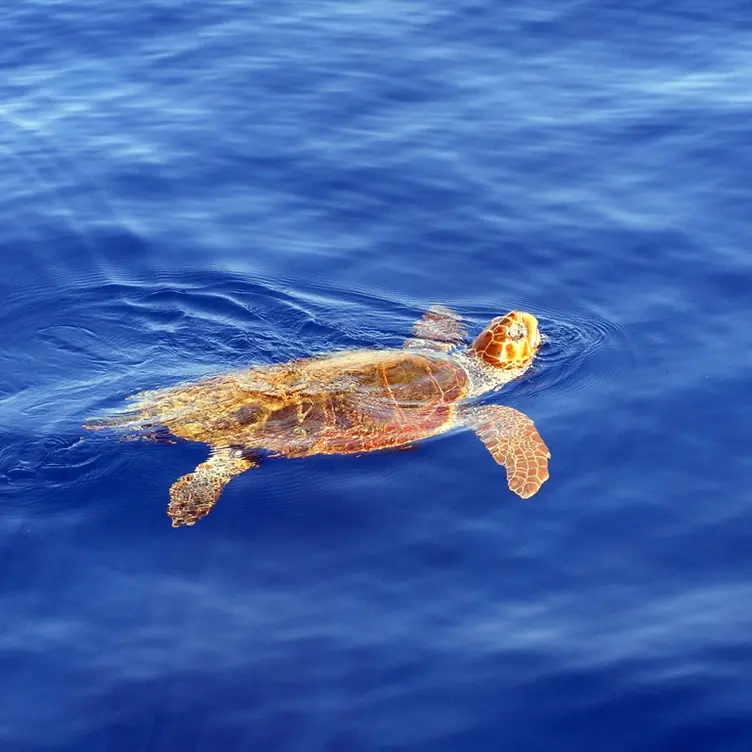 VIDEO | Briatico, 'Caretta-Caretta' salvata in mare