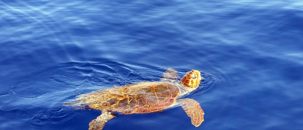 VIDEO | Briatico, 'Caretta-Caretta' salvata in mare