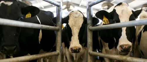 Tubercolosi bovina, allevamento sequestrato nel Vibonese