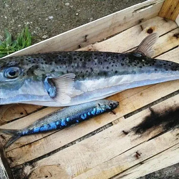 L’Ispra conferma: la specie “aliena” di Briatico è un pesce palla