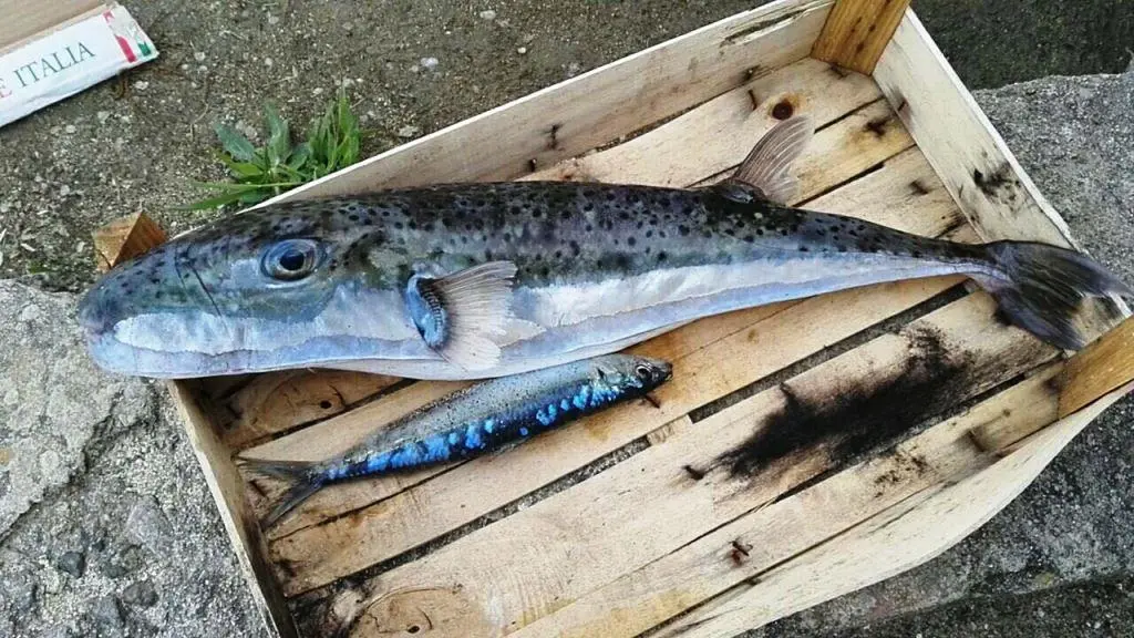 L’Ispra conferma: la specie “aliena” di Briatico è un pesce palla