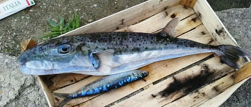 L’Ispra conferma: la specie “aliena” di Briatico è un pesce palla