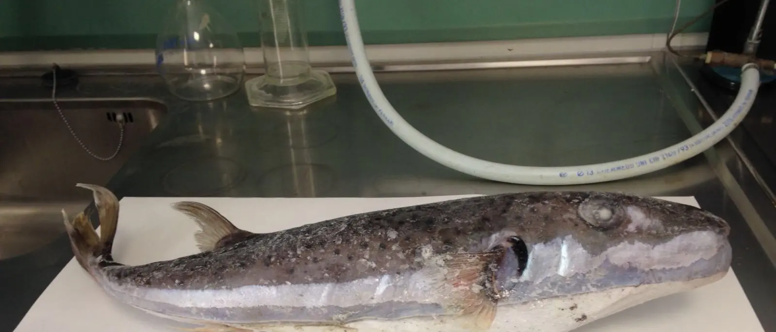 Pesce palla pescato a Briatico, il Gac invita alla prudenza