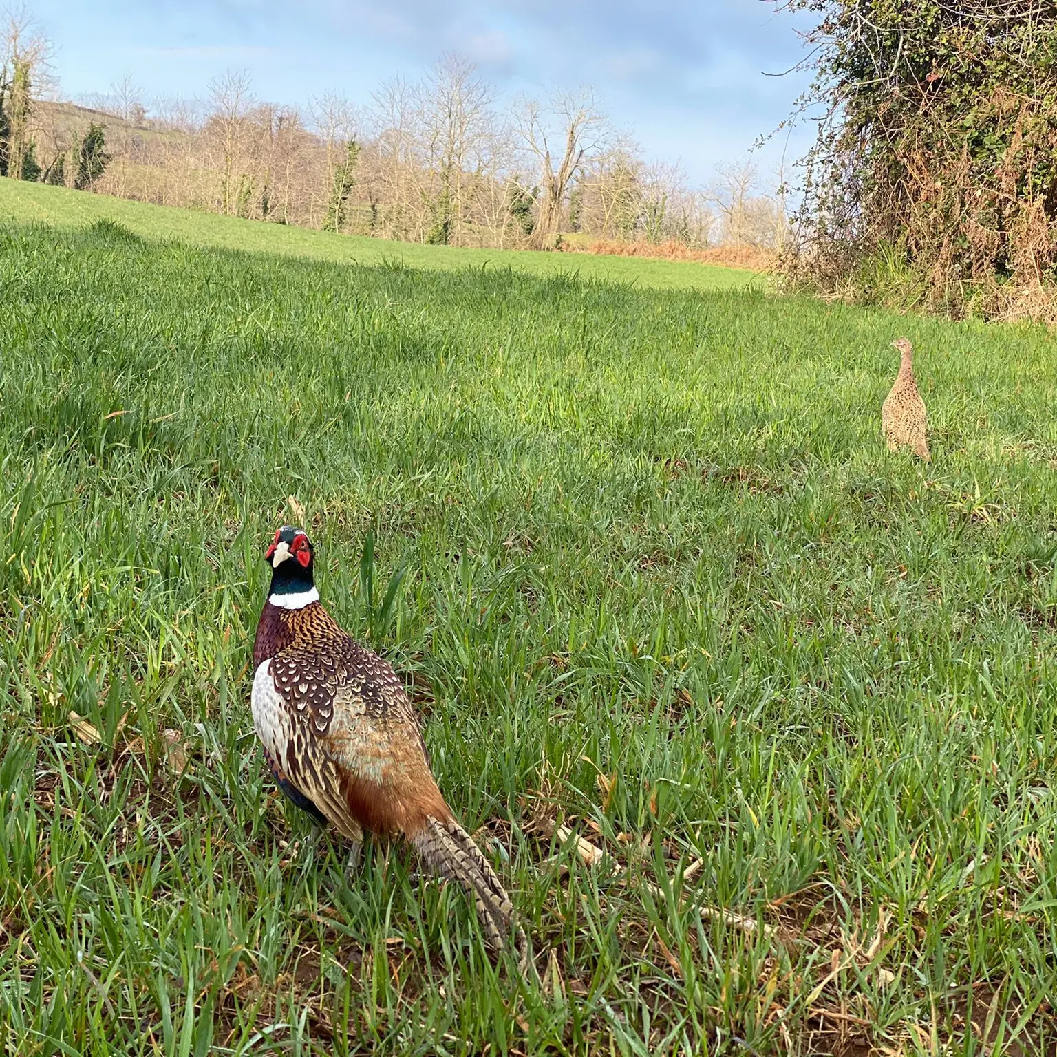 Caccia nel Vibonese, l’Ambito territoriale immette 300 esemplari di fagiano