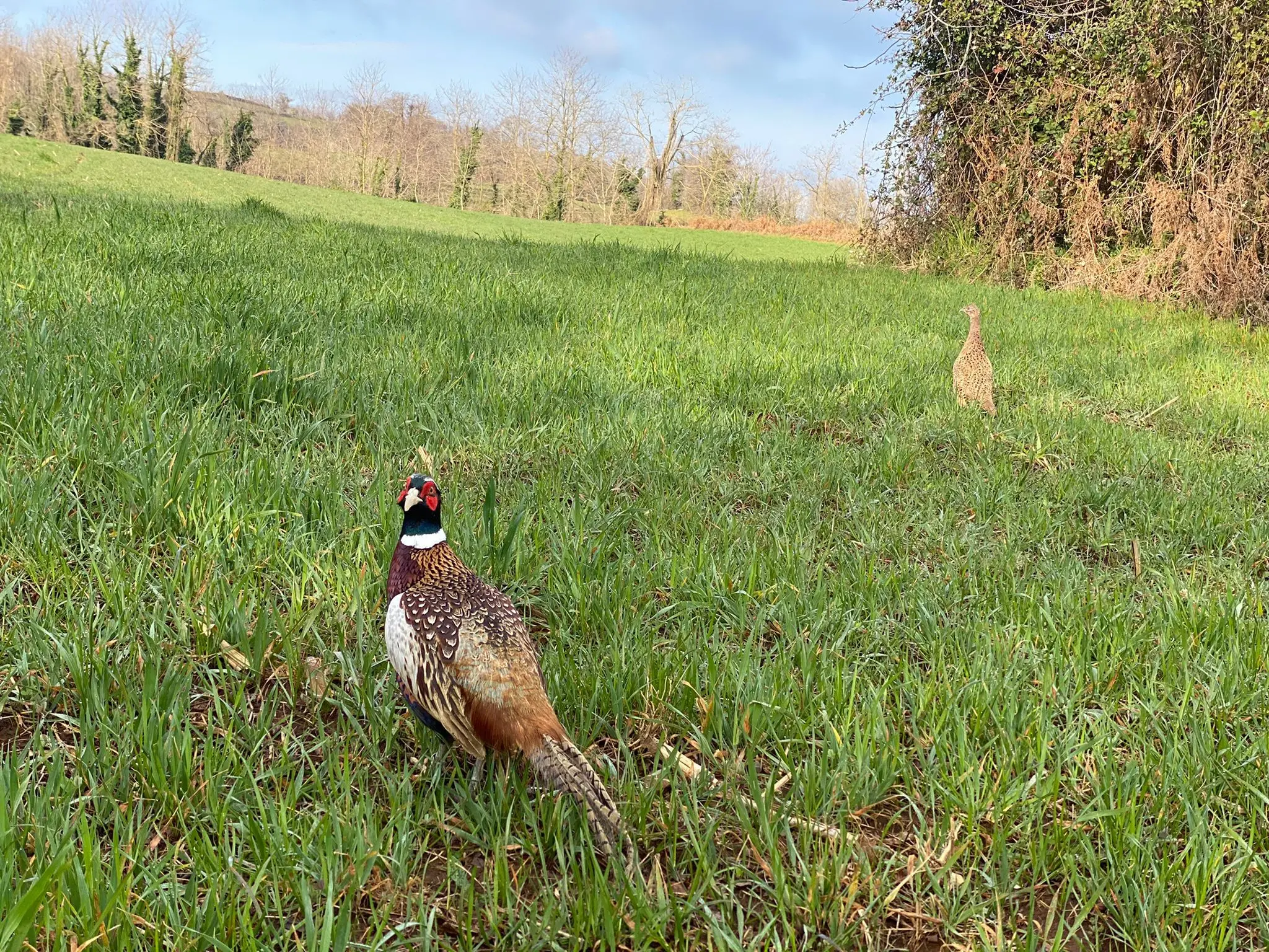 Caccia nel Vibonese, l’Ambito territoriale immette 300 esemplari di fagiano