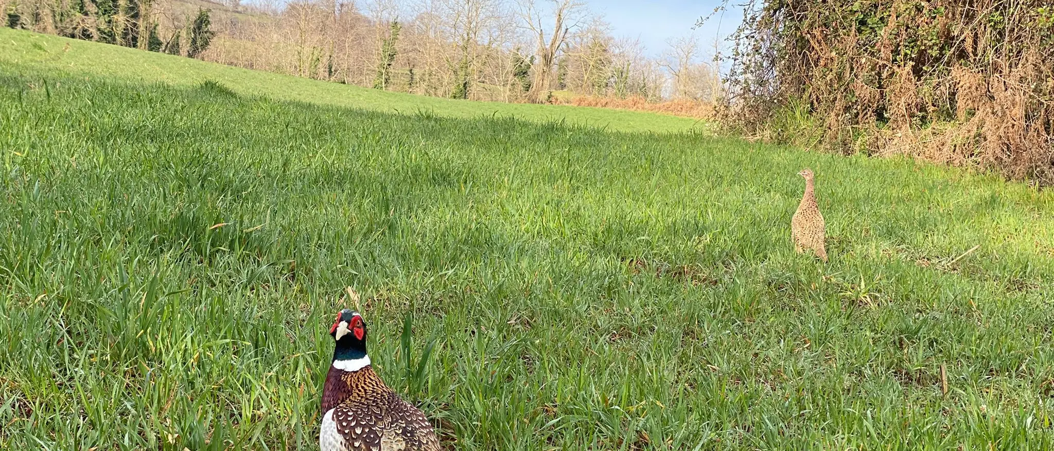 Caccia nel Vibonese, l’Ambito territoriale immette 300 esemplari di fagiano