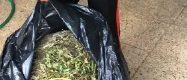 Rinascita Scott, Bartolomeo Arena e il narcotraffico da Vibo a Firenze