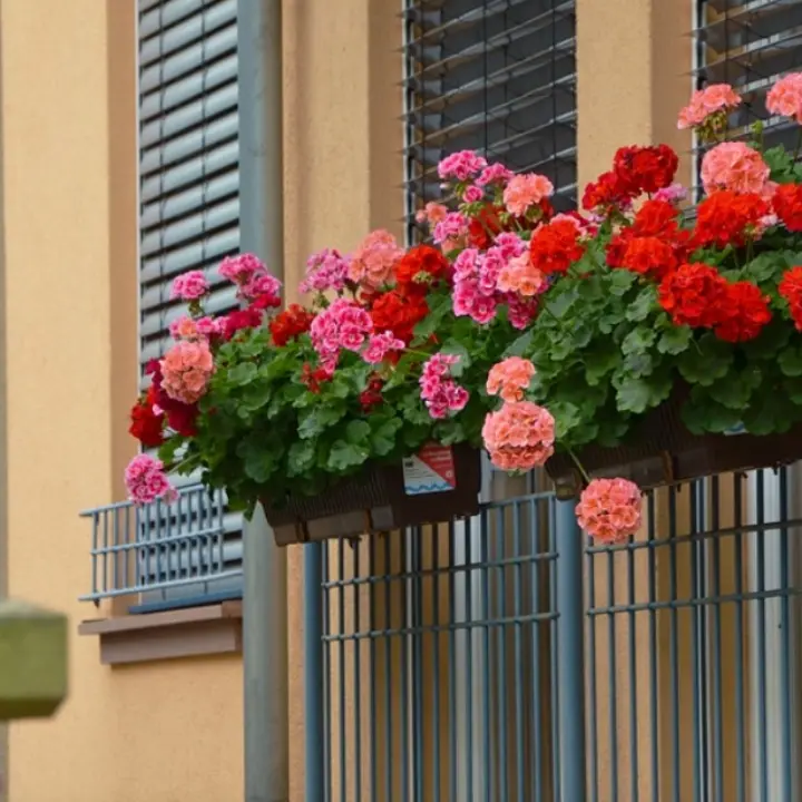 A Vibo torna il concorso “Balconi fioriti”: ecco il regolamento