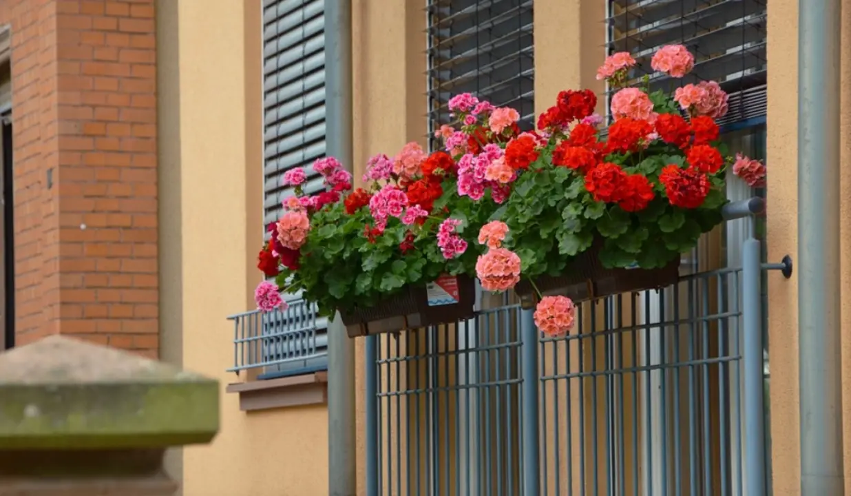 Al via la prima edizione del concorso “Mileto in fiore. Balconi e giardini fioriti” per combattere il degrado e colorare il paese