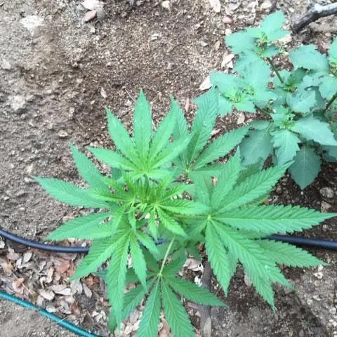 Droga: coltivava 150 piante di marijuana, un arresto (NOME)