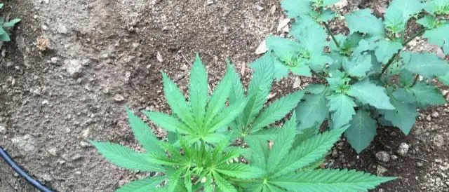 Droga: coltivava 150 piante di marijuana, un arresto (NOME)