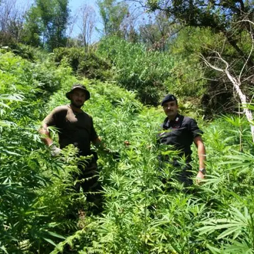 Droga: mille piante di marijuana a Joppolo, Polito lascia il carcere