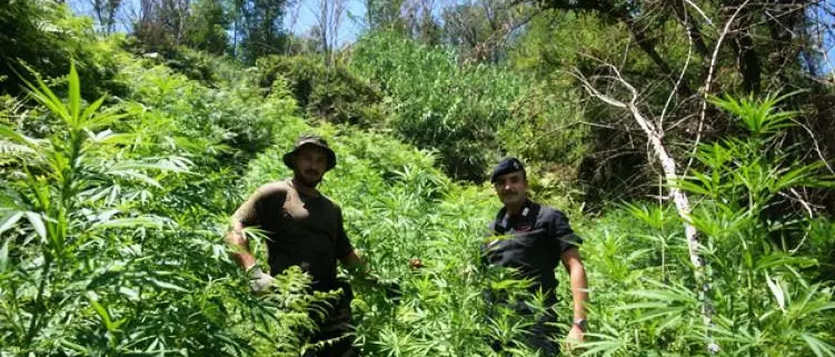 Droga: mille piante di marijuana a Joppolo, un arresto