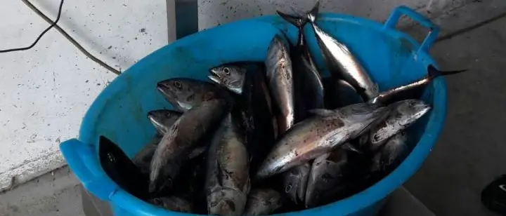 Calabria, scatta il fermo pesca obbligatorio per la flotta a strascico