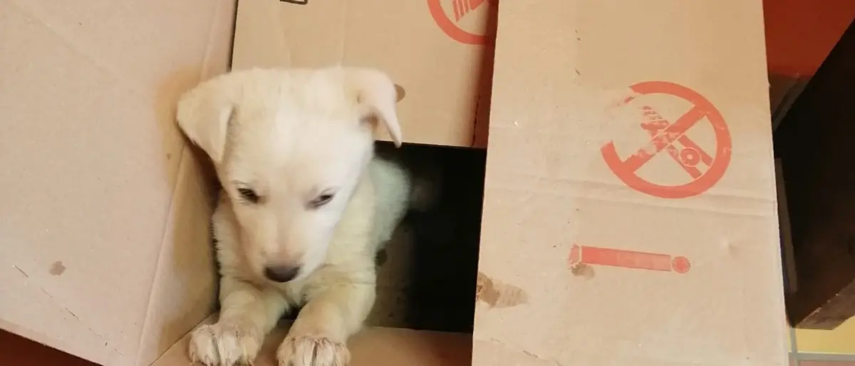 Mileto, tredici cagnolini abbandonati per strada nel giro di poche ore - Foto