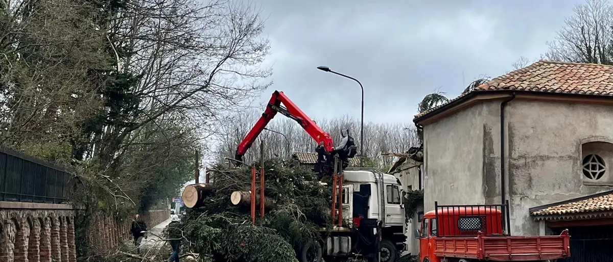 Serra San Bruno, strada chiusa a causa della caduta di un albero