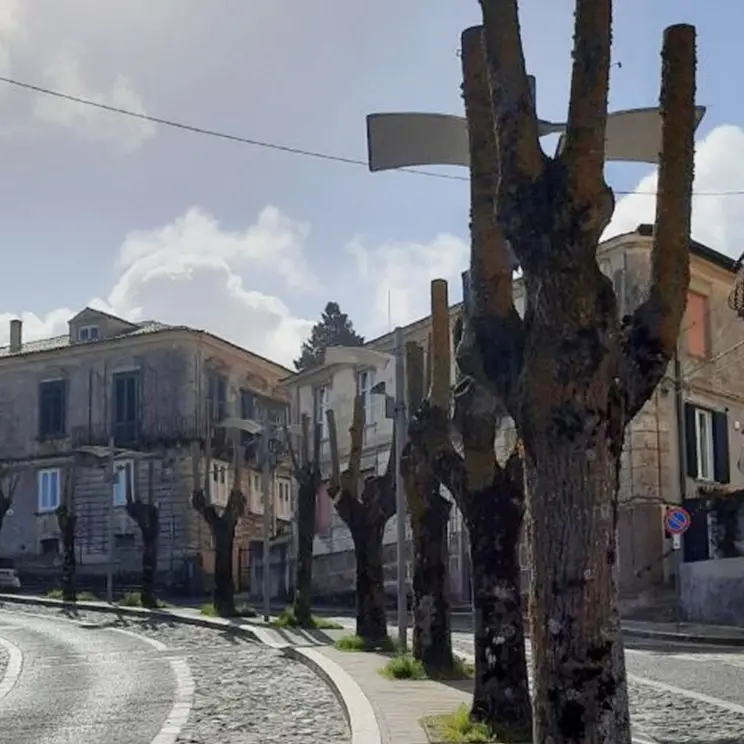 Potature selvagge a Vibo: «Arriverà mai la primavera per i tigli di via Murat?»