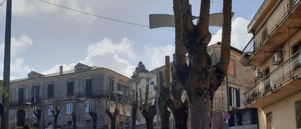 Potature selvagge a Vibo: «Arriverà mai la primavera per i tigli di via Murat?»