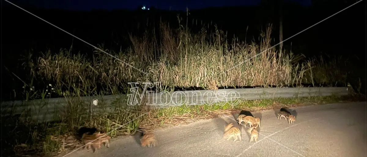 Cuccioli di cinghiale a spasso per strada nel Vibonese: lo spettacolare video