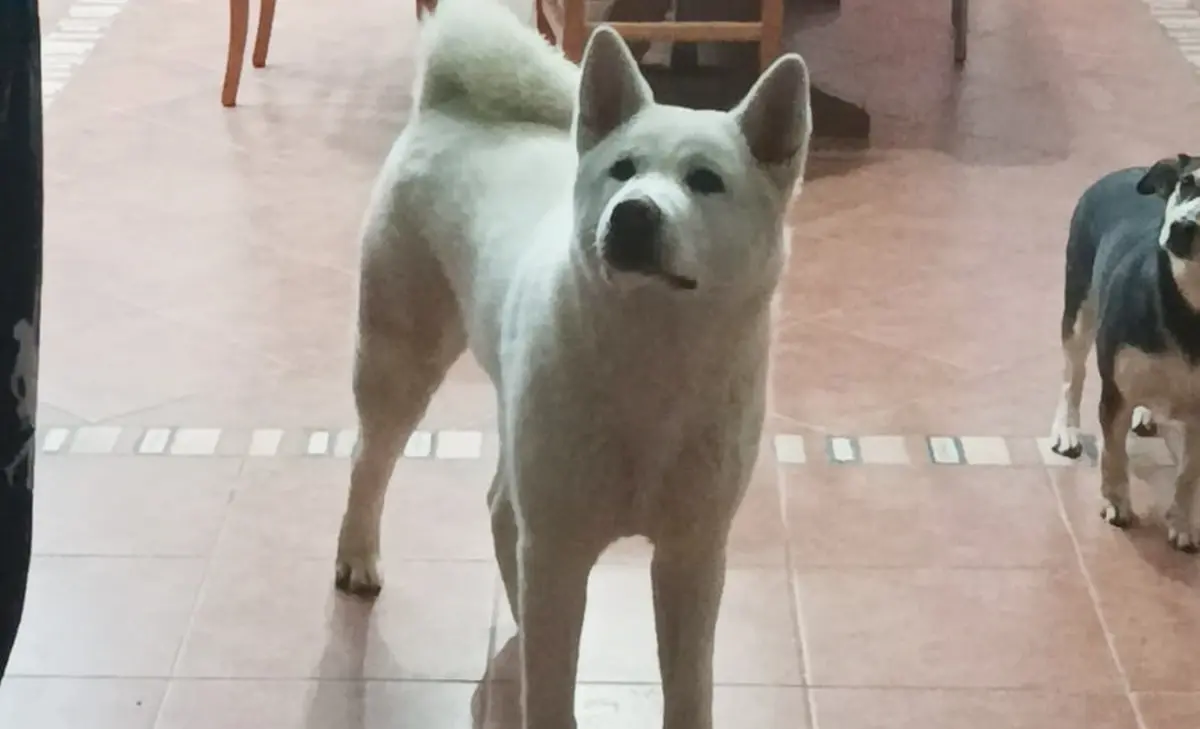 Cagnolina scomparsa a Pizzo, l'appello: «Mille euro per chi la riporta a casa»