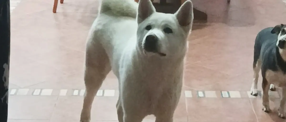 Cagnolina scomparsa a Pizzo, l'appello: «Mille euro per chi la riporta a casa»