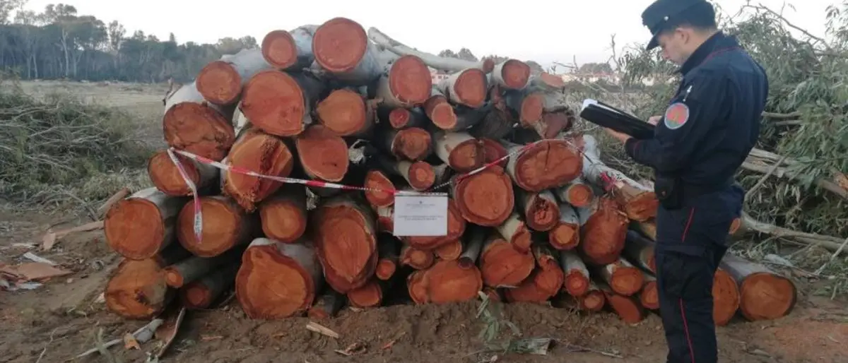 Pizzo, Riccardo Tucci : «Sdegno e rabbia per quanto accaduto a Pineta Colamaio»