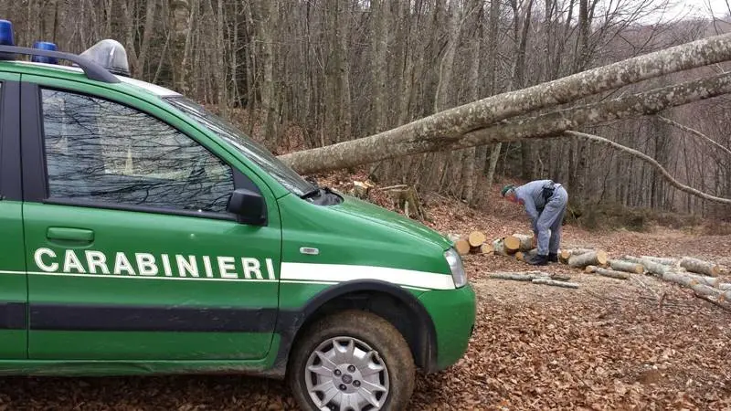 Furto di legna nel Parco naturale delle Serre, arresto e sequestri