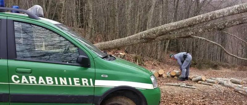 Furto di legna nel Parco naturale delle Serre, arresto e sequestri
