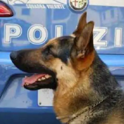 Droga nel casolare di campagna, un arresto nel Vibonese