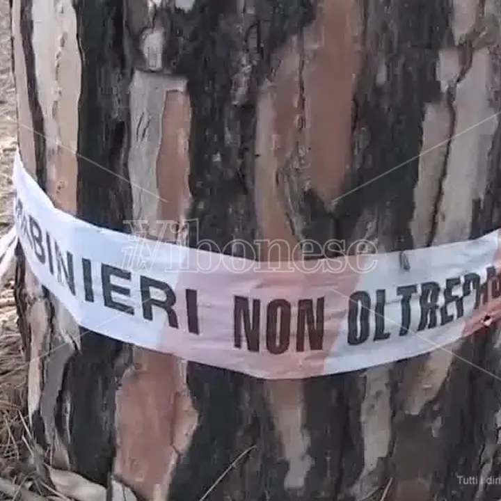 Pizzo, la pineta sotto attacco: sfregiata dai ladri di legname. Paolillo (Wwf): «Fototrappole subito» -Video