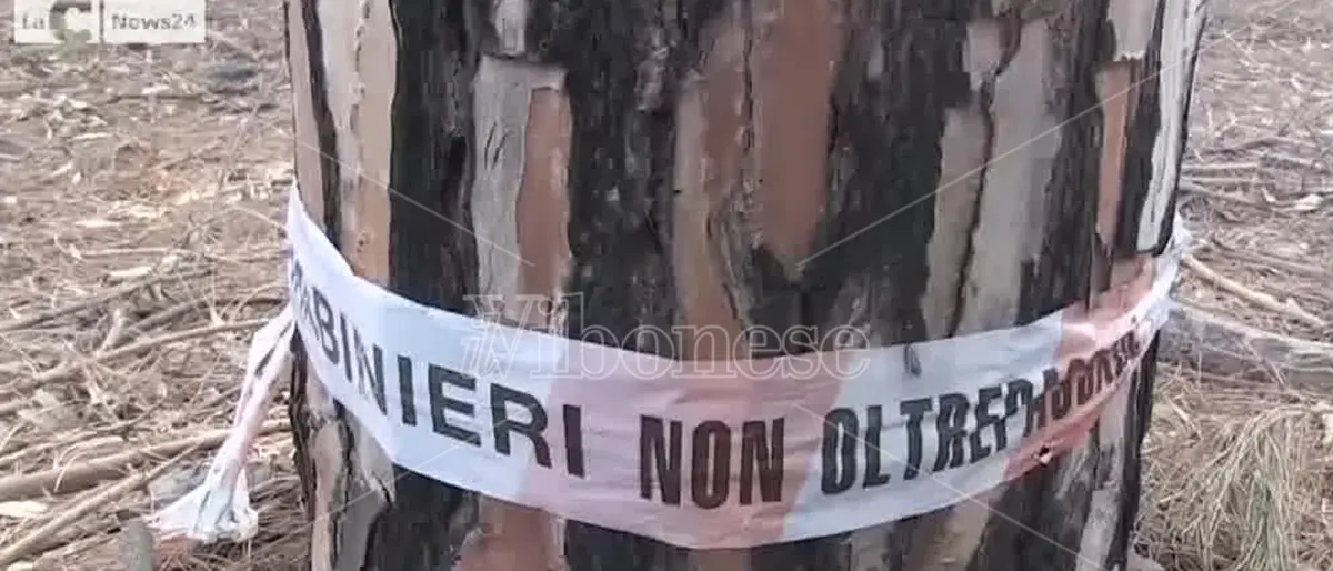 Pizzo, la pineta sotto attacco: sfregiata dai ladri di legname. Paolillo (Wwf): «Fototrappole subito» -Video