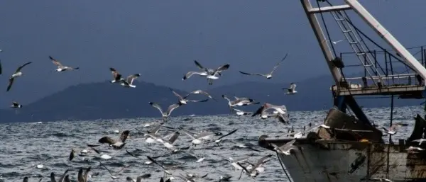 Vibo Marina: i problemi della pesca in un incontro con Nicodemo Oliverio (VIDEO)