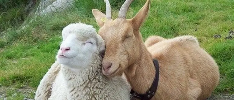 Brucellosi: allevamento di ovini e caprini sequestrato nelle Serre