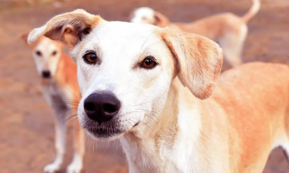 Vibo, le associazioni animaliste: «Tassa per il passaggio di proprietà dei cani? Una beffa»