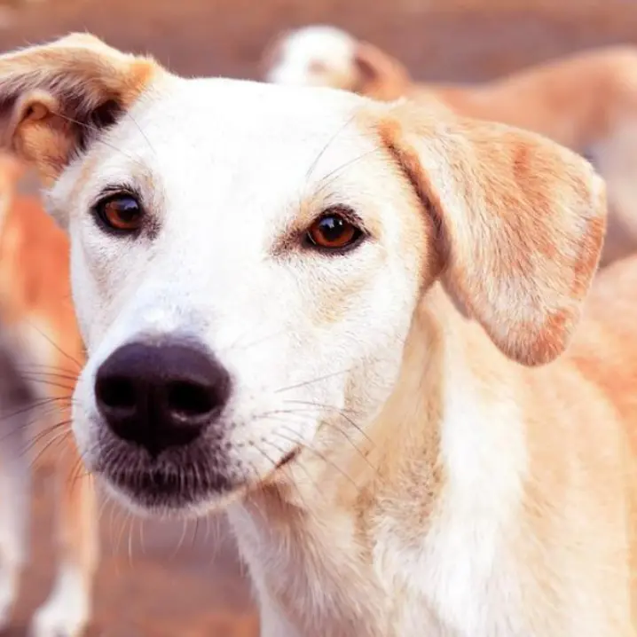 Vibo, le associazioni animaliste: «Tassa per il passaggio di proprietà dei cani? Una beffa»