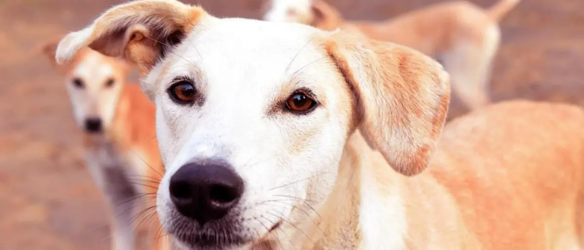 Cessaniti, il sindaco Mazzeo ordina la cattura e sterilizzazione dei cani randagi