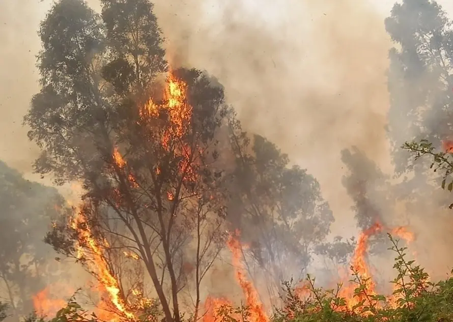 Parghelia, sull'app del Comune arriva il servizio antincendio boschivo