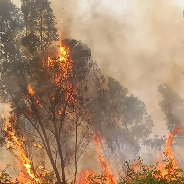 Parghelia, sull'app del Comune arriva il servizio antincendio boschivo