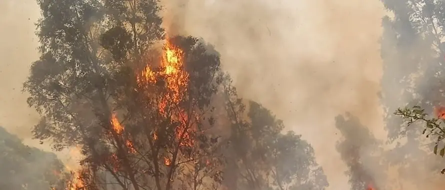 In fiamme diversi ettari di macchia mediterranea nel Vibonese