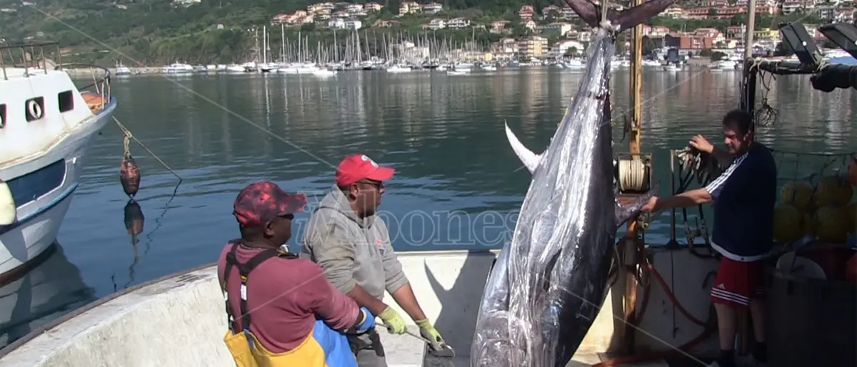 Il primo tonno della stagione offerto a San Francesco: riparte la pesca in Calabria -Video