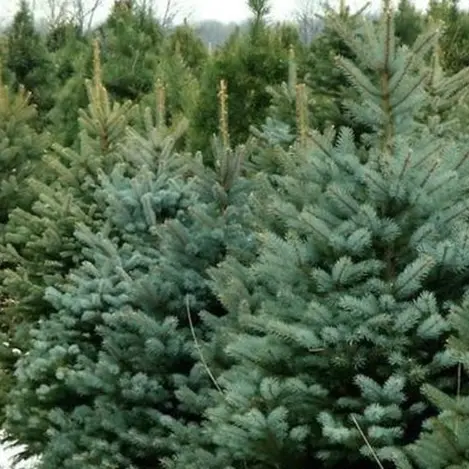 Valorizzare l’abete bianco delle Serre: incontro tra Università, aziende e Comune