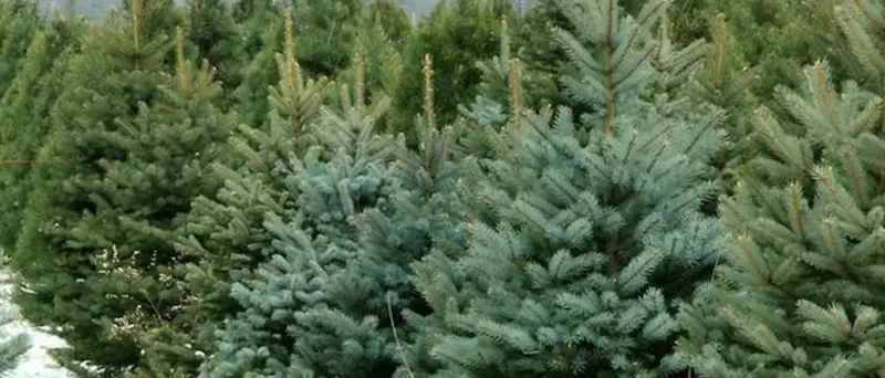 Valorizzare l’abete bianco delle Serre: incontro tra Università, aziende e Comune