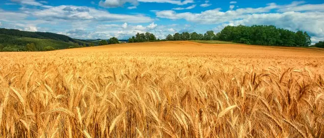 A Maierato si rivivono le antiche tradizioni con la festa della mietitura