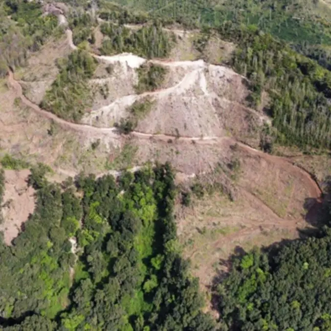 I carabinieri forestali fermano nel territorio di Drapia il taglio di un bosco in zona protetta
