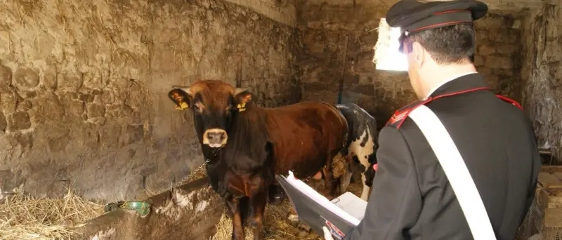 Sanzioni e sequestri nel Vibonese in tre aziende agricole