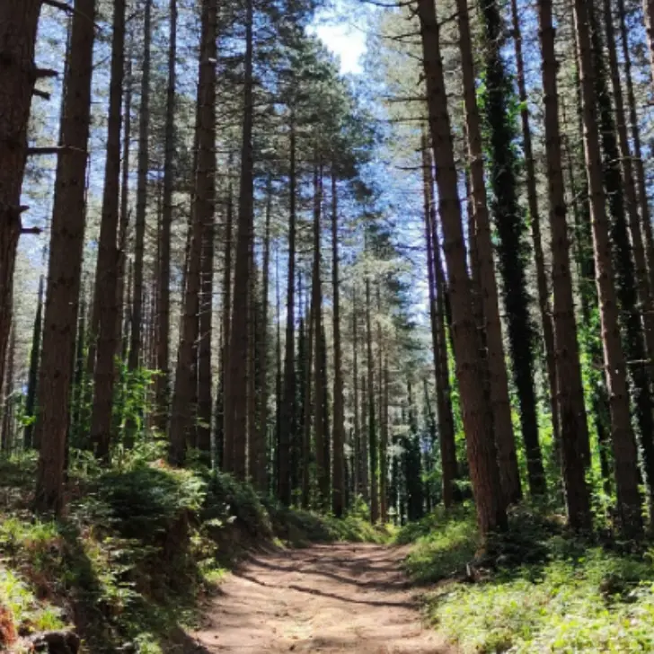 A Serra San Bruno discariche a cielo aperto e boschi saccheggiati, “Incrociamenti”: «Politica e istituzioni diano segnali credibili»