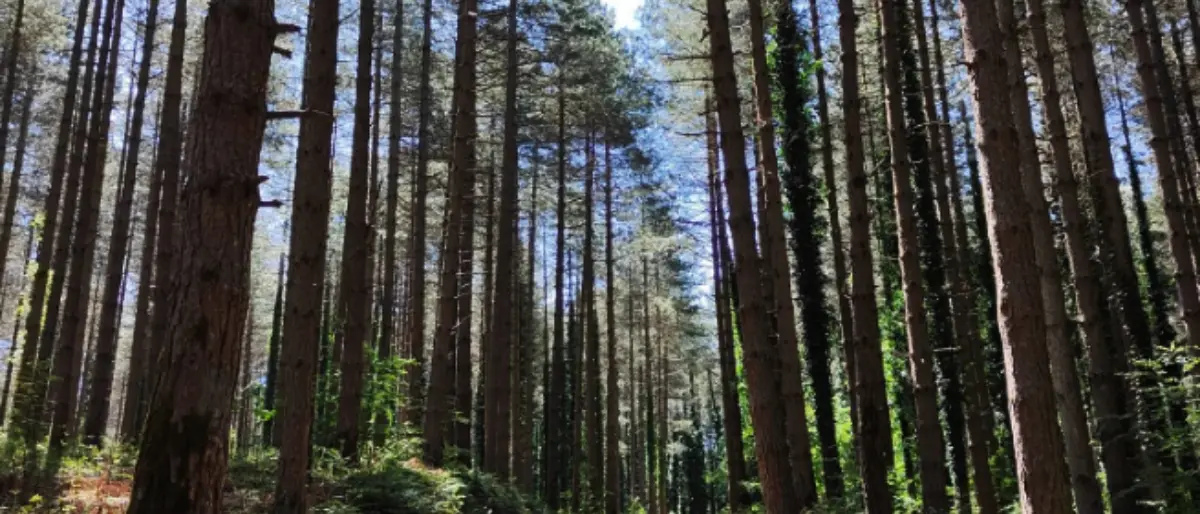 A Serra San Bruno discariche a cielo aperto e boschi saccheggiati, “Incrociamenti”: «Politica e istituzioni diano segnali credibili»