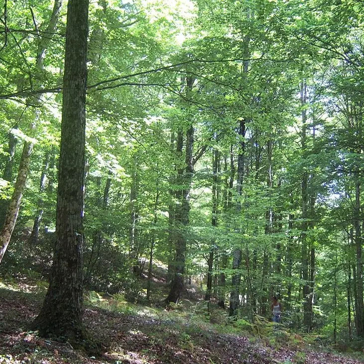 Serra, “Terre Bruniane” organizza un’escursione alla scoperta della Ferdinandea
